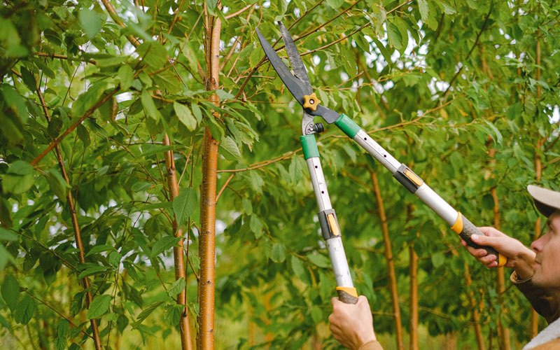 Tree trimming in Hobe Sound, FL